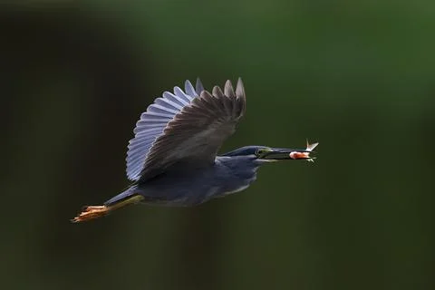 Striated heron Foto stock