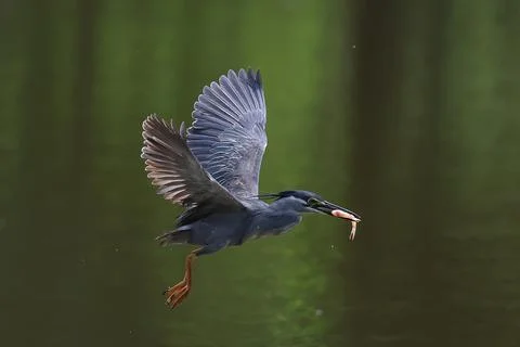Striated heron Stock Photos