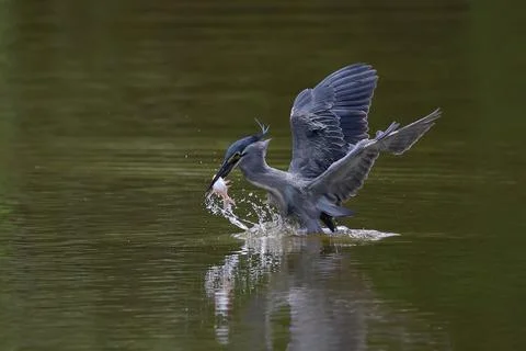 Striated heron 스톡 사진