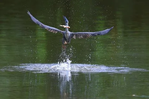 Striated heron Photos