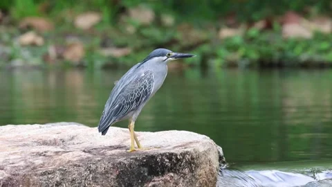Striated Heron, Singapore Stock Footage 236014725