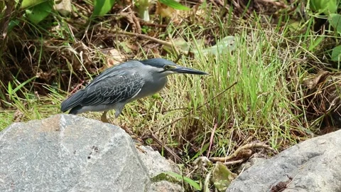 Striated Heron, Singapore Stock Footage 236014738