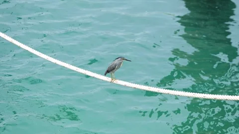 Striated Heron Standing on Rope by Ocean, Coastal Wildlife Scene Stock-Footage 337832873
