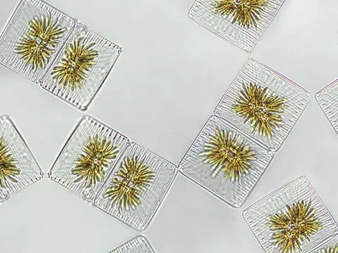 Striatella unipunctata algae under microscopic view, phytoplankton, fossils.. Stock Photos