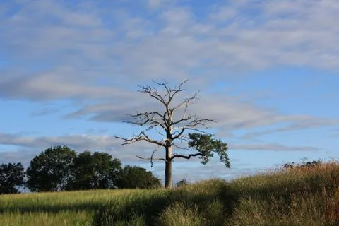 Stricken Tree Stock Photos