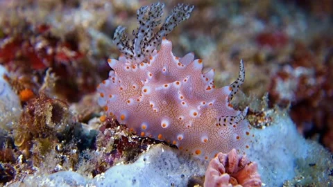 Strickland's Halgerda slowly crawls on a sponge. Stock Footage 135781357