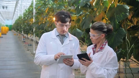 Strict Commission evaluates the performance in industrial greenhouses. Video stock 77692455