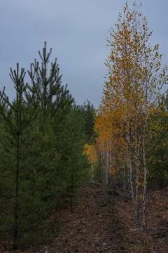 Strict, even rows of green pines and yellow birches Stock Photos