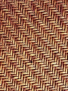 Strict pattern of dense plexus twigs of thin vines of beige color Stock-Fotos