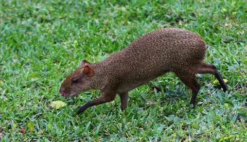 Striding Agouti Stock Photos