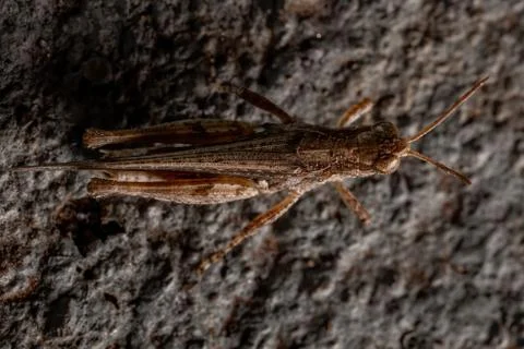 Stridulating Slant-faced Grasshopper Stock Photos