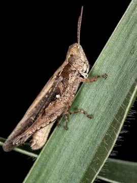 Stridulating Slant-faced Grasshopper Foto stock