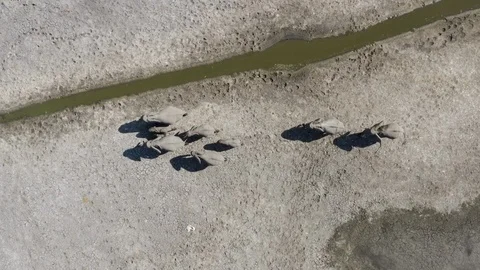 Stright down zoom in aerial view of a family group of elephants leaving a Stock-Footage 107268922