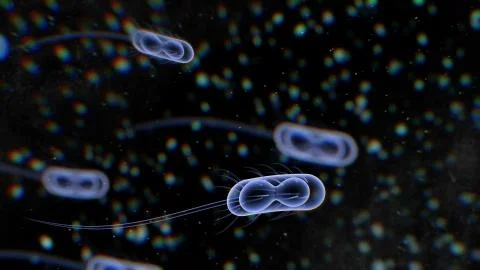 A striking 3d rendering of harmful bacteria with long and transparent tails m Stock Illustration