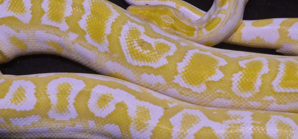A striking albino Burmese python with bright yellow and white blotched patter Stock Photos