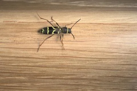 The striking and recognisable pattern on the back of a wasp beetle on oak bac Foto stock