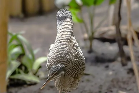 Striking bird with intricate feather patterns and a long beak stands alert Stock Photos