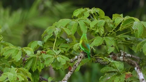 Striking Birds Framed Against Smooth Tree Bokeh Background Honduras Stock Footage 325686193