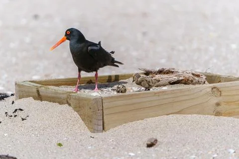 Striking black and orange variable oyster-catcher or Haematopus unicolor in.. Fotos de archivo