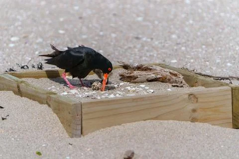 Striking black and orange variable oyster-catcher or Haematopus unicolor in.. Stock-Fotos
