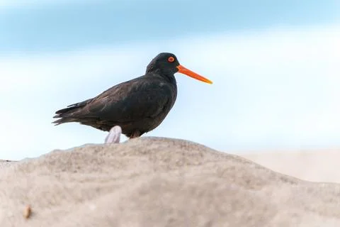 Striking black and orange variable oyster-catcher or Haematopus unicolor on.. Stock-Fotos