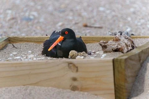 Striking black and orange variable oyster-catcher or Haematopus unicolor in.. Fotos de archivo