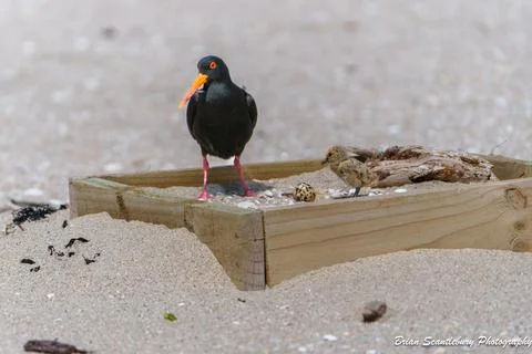 Striking black and orange variable oyster-catcher or Haematopus unicolor in.. Foto stock