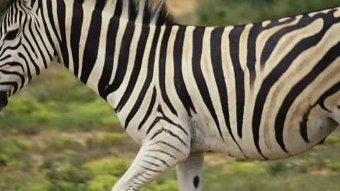 Striking black and white patterns of zebra jogging leisurely in field Stock Footage 242741516