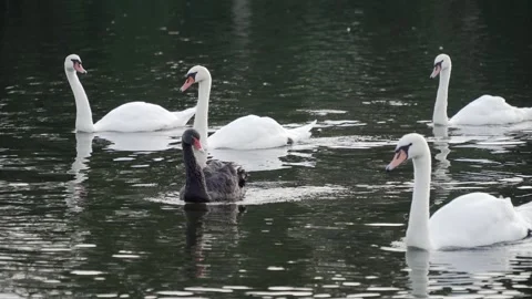 A Striking Black Swan Among A Flock Of Graceful White Swans On A Calm Lake 库存影片 296777547