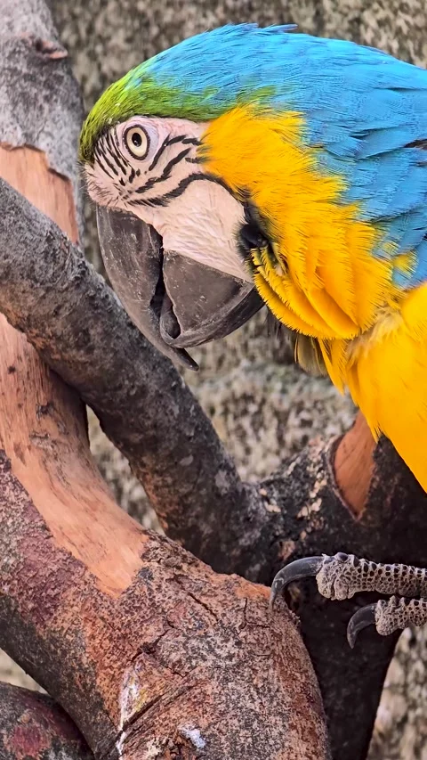 Striking blue and yellow macaw or Ara ararauna, a blue and yellow parrot in.. Stock Footage 294154953