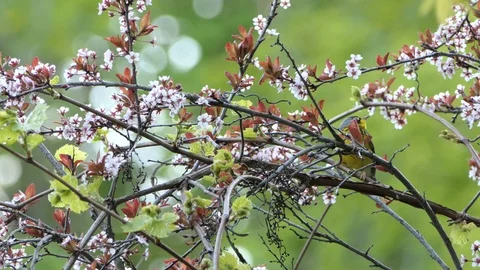 Striking canada warbler spring bird with beautiful design on its feathers Stock Footage 100682185