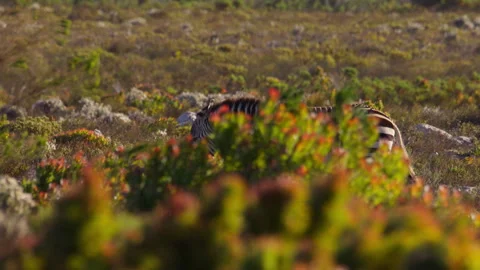 Striking Cape Mountain Zebra stroll in windy coastal fynbos, Cape of Good Hope Stock Footage 333900862