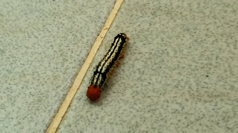 Striking caterpillar with bold black and white stripes and a vibrant orange.. 스톡 동영상 307088088