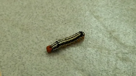 Striking caterpillar with bold black and white stripes and a vibrant orange.. 스톡 동영상 307088092