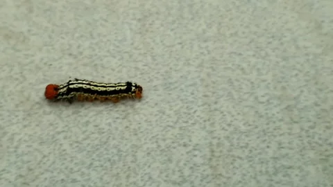 Striking caterpillar with bold black and white stripes and a vibrant orange.. Stock Footage 307088094