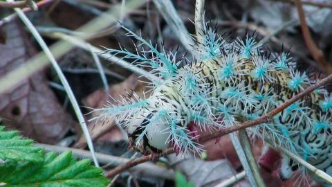 A striking caterpillar with unique patterns and defense spines, captured in.. Stock Photos