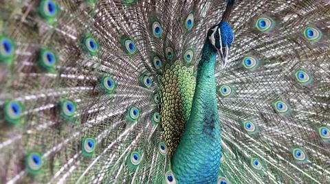 A striking close-up of a peacock Foto stock