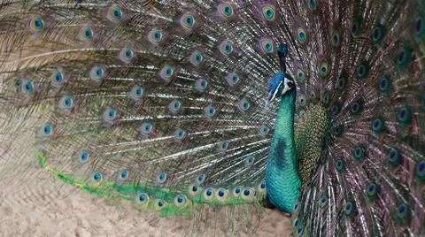 A striking close-up of a peacock Stock Photos
