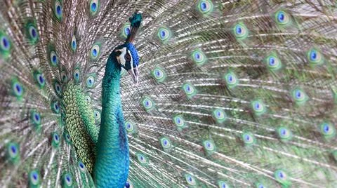 A striking close-up of a peacock Foto stock