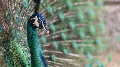 A striking close-up of a peacock Stock Photos