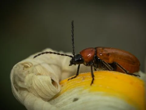 A striking close-up of a red beetle exploring the intricate folds of a yell.. Foto stock