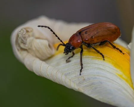 A striking close-up of a red beetle exploring the intricate folds of a yell.. Stock Photos
