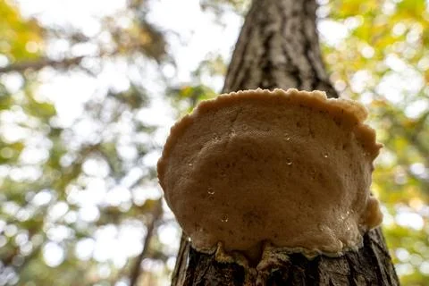 A striking close-up of a substantial, light-colored bracket fungus (polypore) Stock Photos
