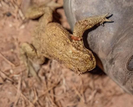 A striking close-up of a toad or frog expertly camouflaged against the dry, r Stock Photos