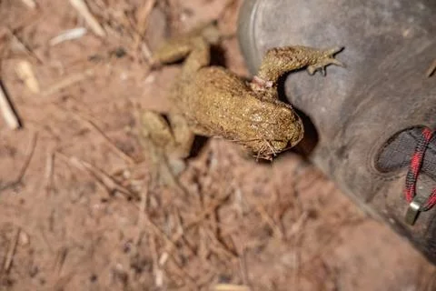 A striking close-up of a toad or frog expertly camouflaged against the dry, r Stock Photos