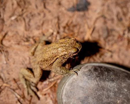 A striking close-up of a toad or frog expertly camouflaged against the dry, r Stock Photos