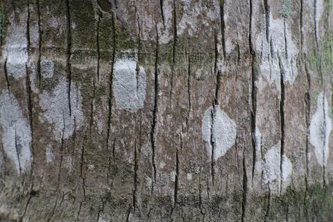Striking Close-Up of Weathered Tree Bark with Patterns and Subtle Textures .. Foto stock