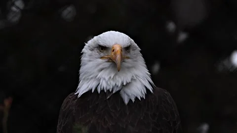 Striking closeup of bald eagle scanning around in a dark forest, isolated Stock Footage 281920596