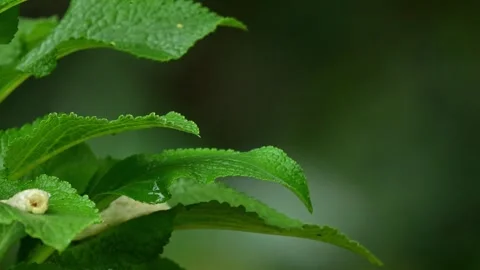 Striking closeup foliage in rain showcasing detailed water bead formation Stock Footage 333453449