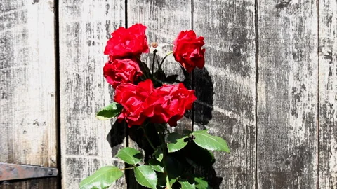 A striking composition of red roses against a rustic wooden background Stock Footage 301873863